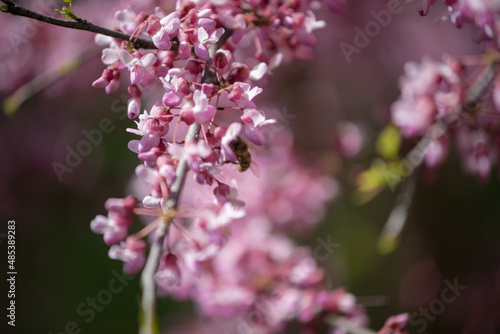 Sakura (jap. さくら, jap. 桜, old 櫻) is the collective name of 11 species and several varieties of trees of the Plum subfamily; often denotes small-serrated cherry. Many species called "sakura" are cultiv