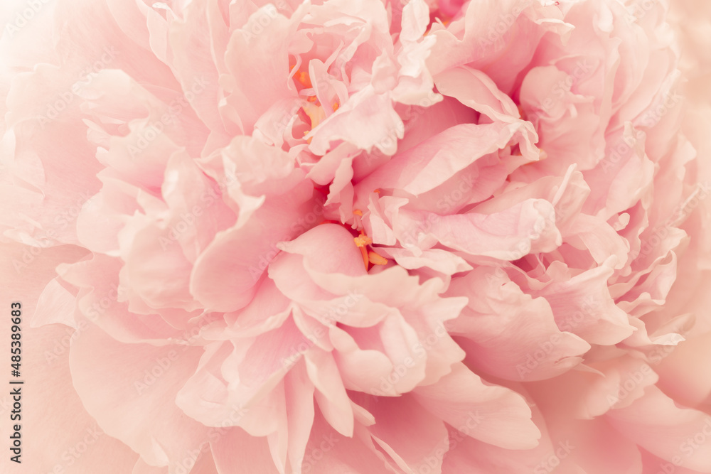 Full frame imaged of slightly toned pink multi petal peony.