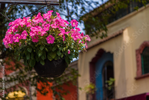 flowers in Mexico City © Matthew Levin