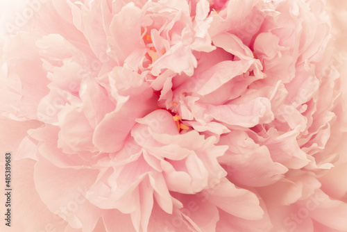 Full frame imaged of slightly toned pink multi petal peony.