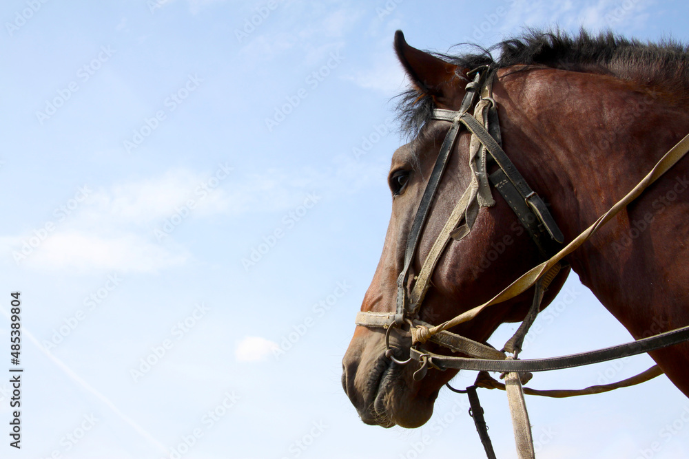 The head of a dark brown horse against a blue sky. Horse riding club concept. Copyspace. The head of a dark brown horse against a blue sky. Horse riding club concept. Copyspace.
