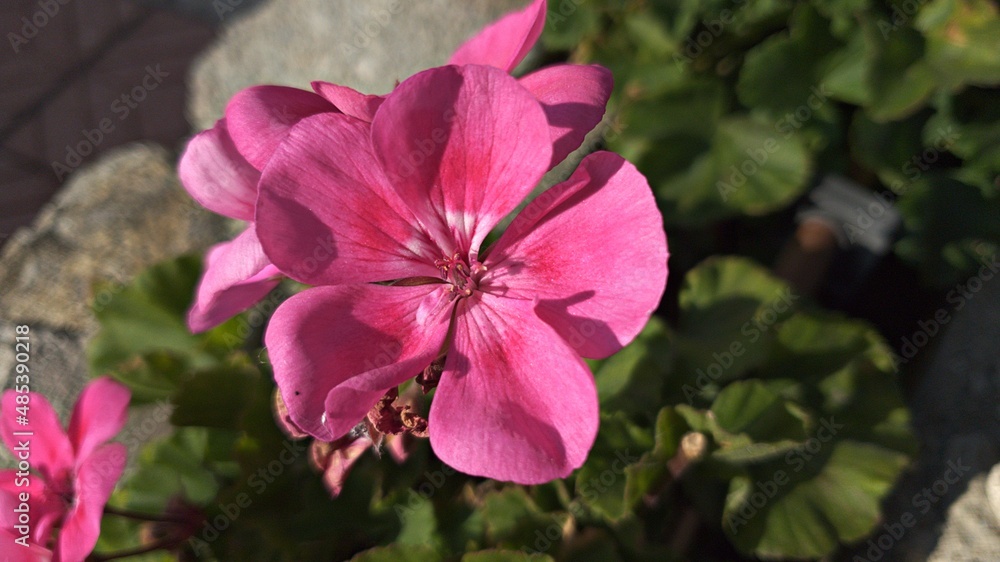 Pelargonium inquinans detail blooming flower Pelargonium inquinans detail blooming flower