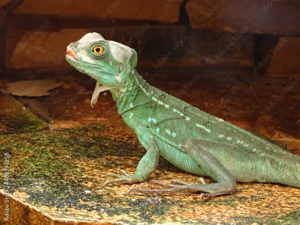 Fototapeta premium skin peeling lizard