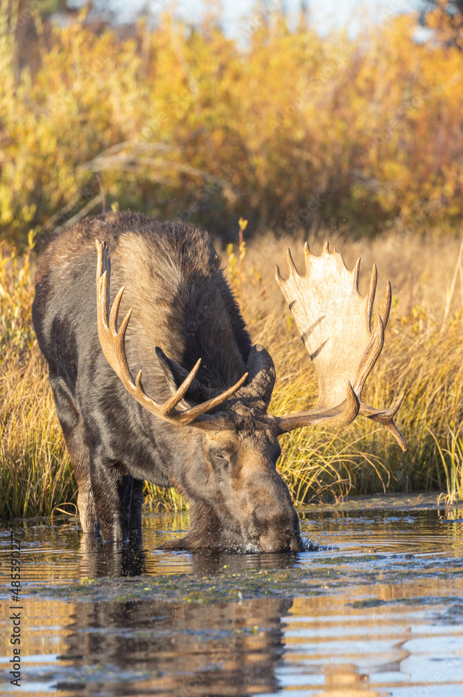 Fototapeta premium Bull Moose Reflected Drinking in Autumn in Wyoming