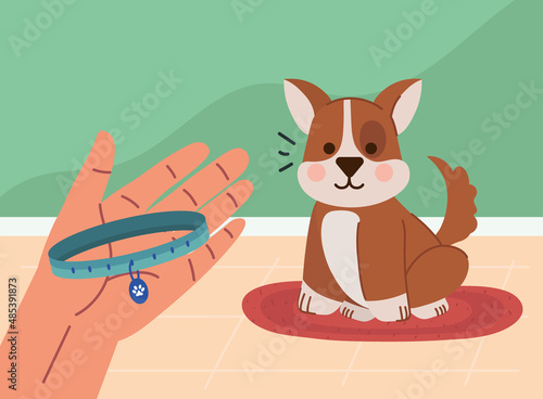 hand with collar for pet dog