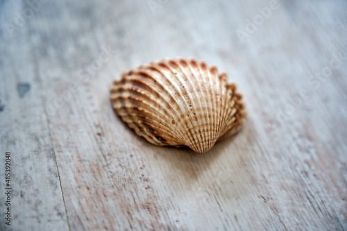 Close-up of yellow-orange seashell
