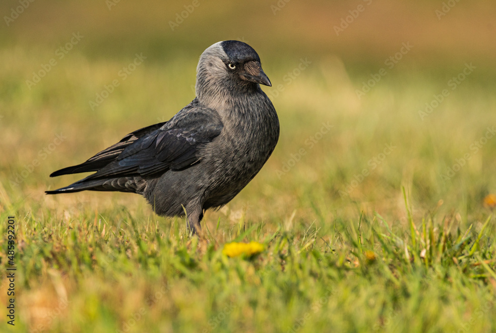 Obraz premium Kawka na spacerku