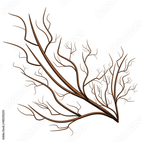 Vector image isolated on white background. Tree branch. Rostock. Tree.Concept. EPS 10
