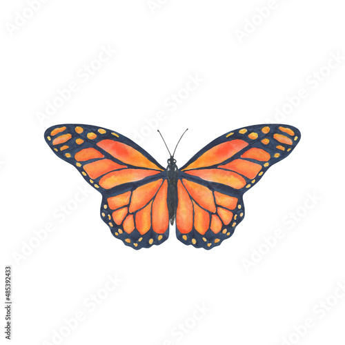 Watercolor butterfly isolated on white background. Bright monarch butterfly with orange wings. Hand painted clipart