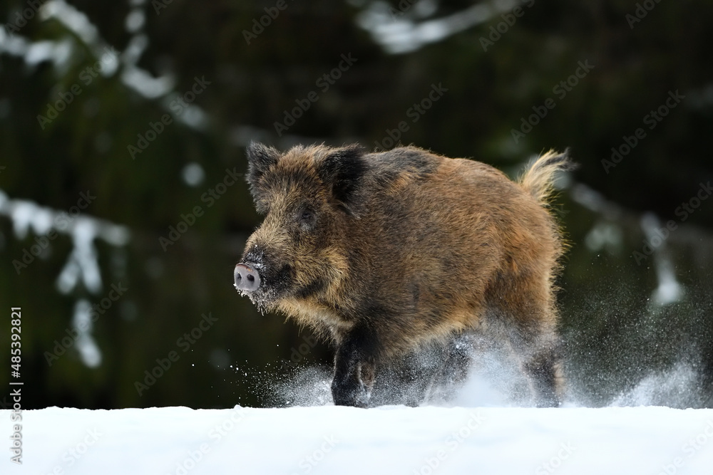 Wild boar running on the snow in the forest scenery Wild boar running on the snow in the forest scenery