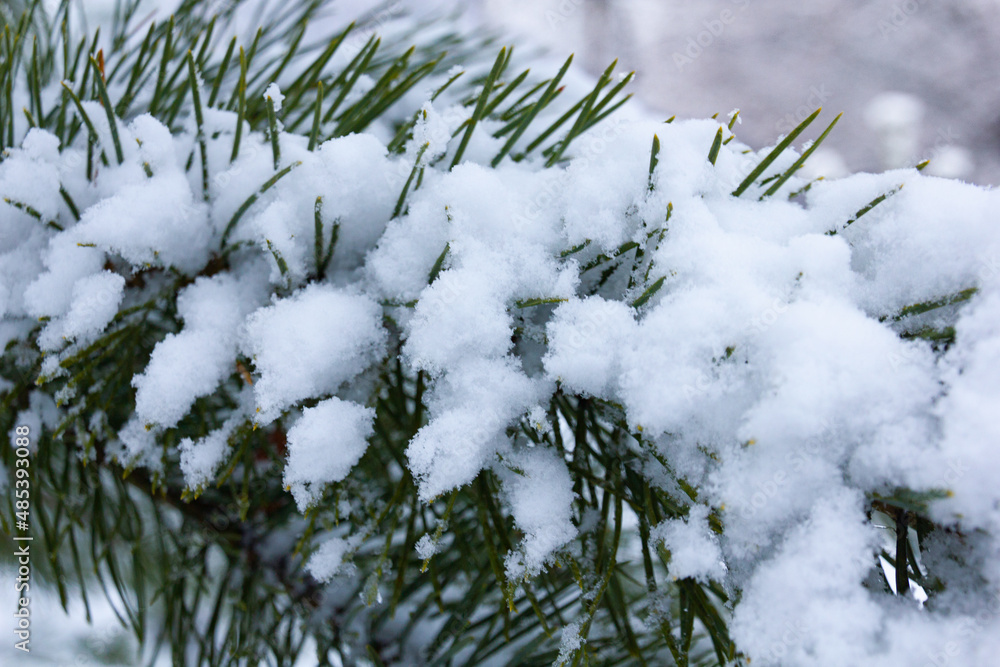 Close up of fresh snow on a fir tree branch. High quality photo