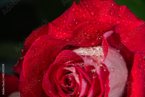 Beautiful red rose with water drops.