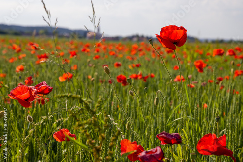 Feld mit Mohnblumen in Oberschwaben