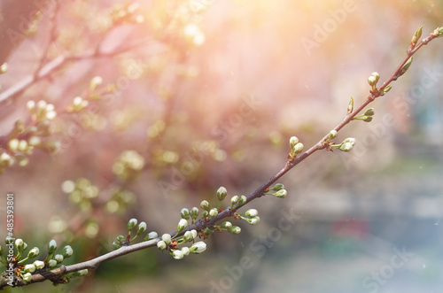branch of a plum tree with flowers. Spring background