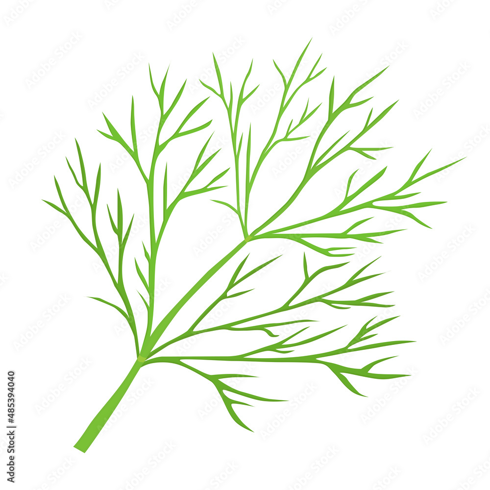 Fototapeta premium Green dill branch for logo, icon