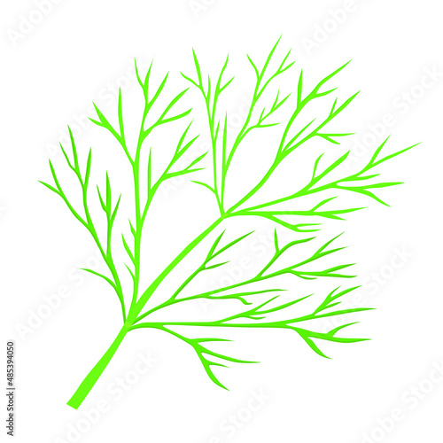 Green dill branch for logo, icon