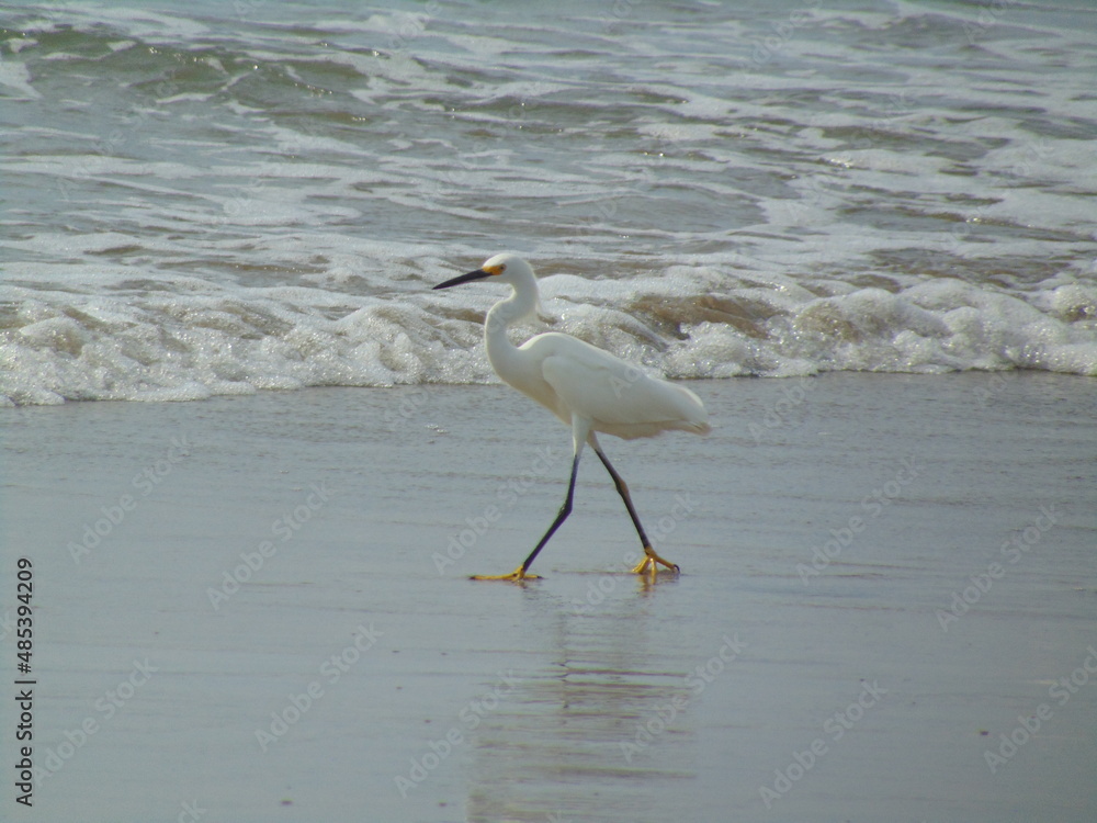 great white heron