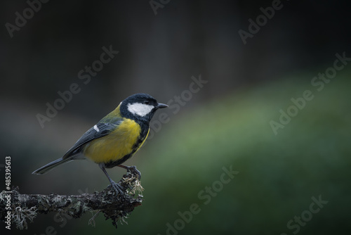 Great tit perched on a branch in the garden
