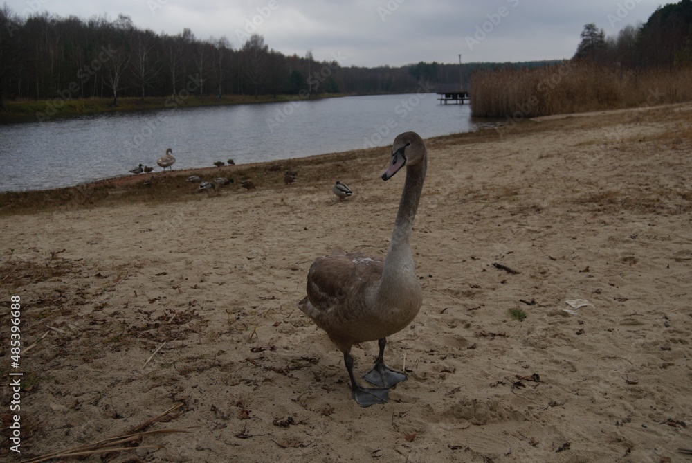 łabędź niemy