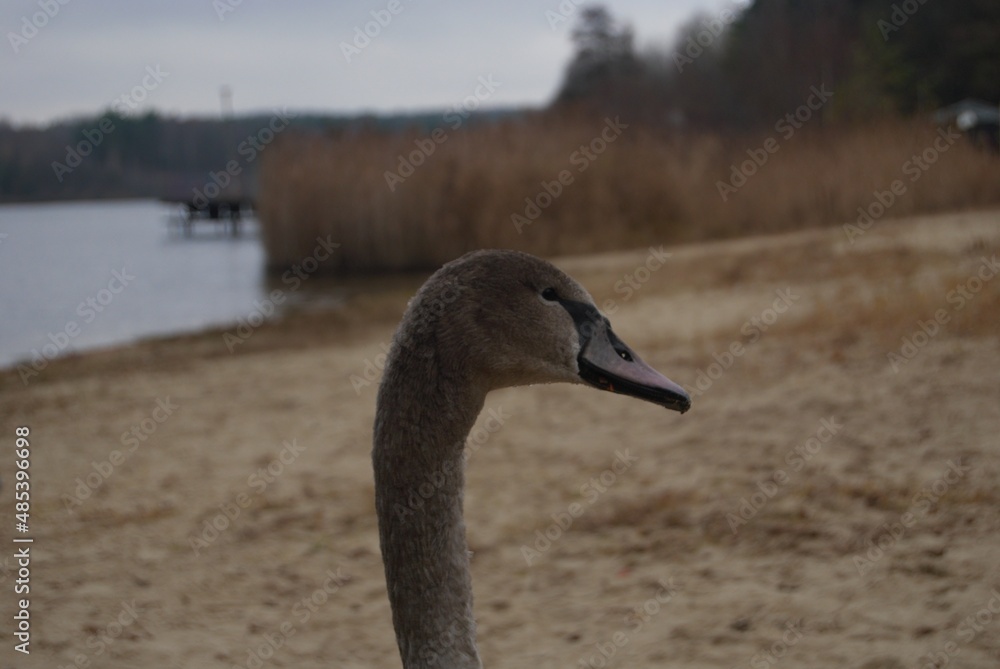łabędź niemy