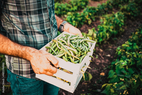 Photo farmer harvesting green beans in garden organic farming concept