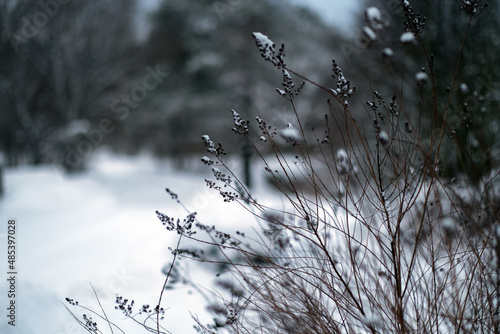 Winter snow-covered forest. photo