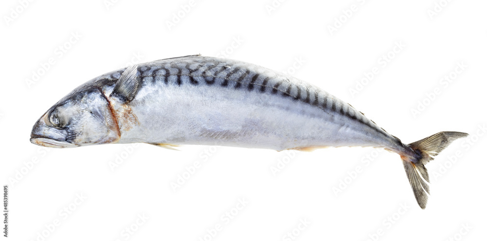 Obraz premium frozen whole mackerel isolated on white