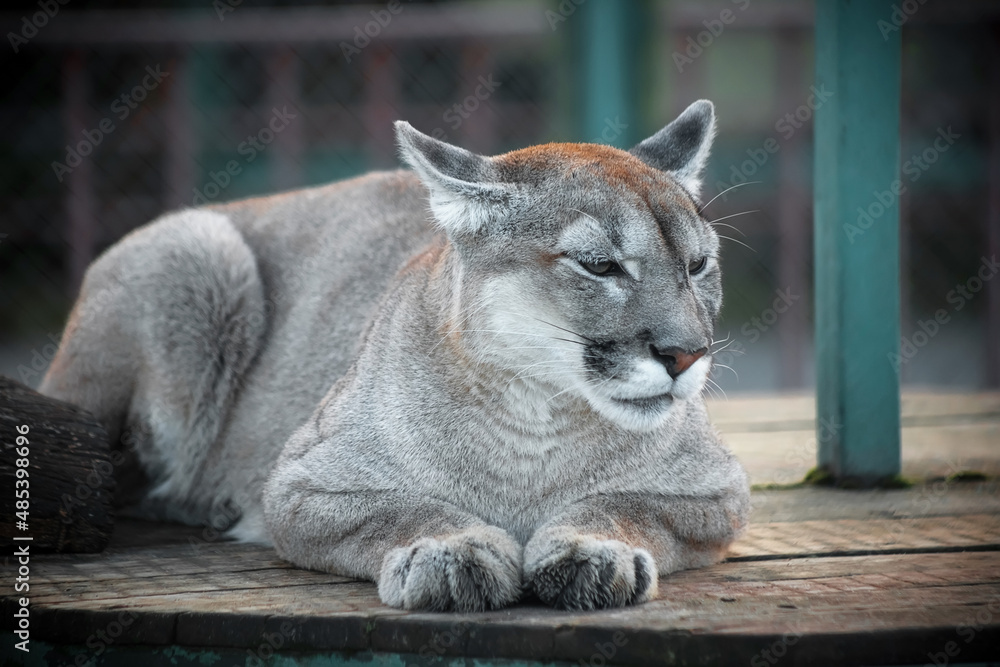 Naklejka premium A cougar in the zoo. A wild cat in captivity. Portrait of an animal.