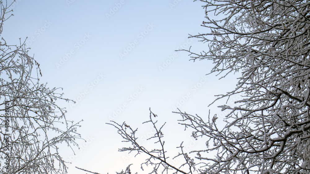 Tree branches covered in white frost. Hoarfrost lies on the branches of trees on a winter day. Winter view of trees against the sky. Tree branches covered in white frost. Hoarfrost lies on the branches of trees on a winter day. Winter view of trees against the sky.