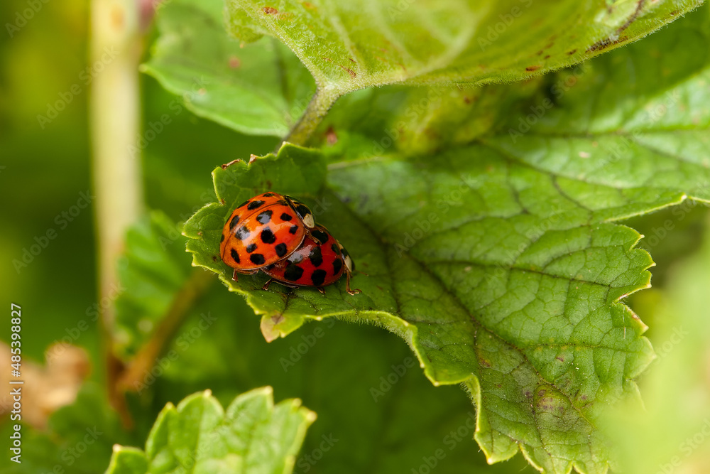 Fototapeta premium Kopulierende Marienkäfer