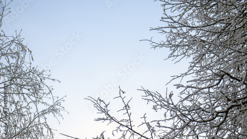 Tree branches covered in white frost. Hoarfrost lies on the branches of trees on a winter day. Winter view of trees against the sky.