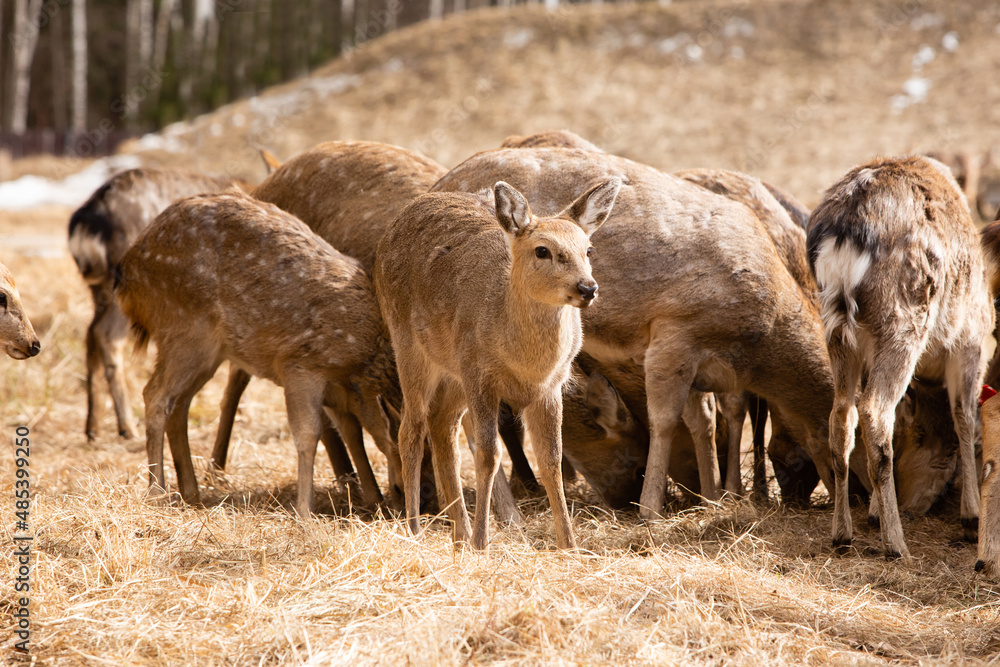A herd of red deer in reserve park in Russia. Protected wildlife concept A herd of red deer in reserve park in Russia. Protected wildlife concept