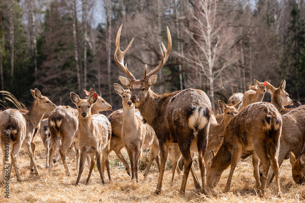 A herd of red deer in reserve park in Russia. Protected wildlife concept A herd of red deer in reserve park in Russia. Protected wildlife concept