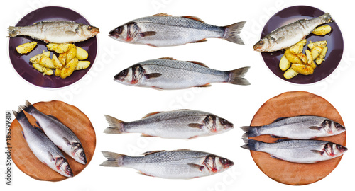 set of raw and fried sea bass fishes isolated