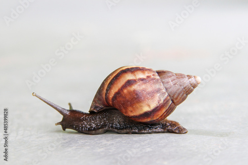 Giant African Land Snail - Lissachatina fulica photo