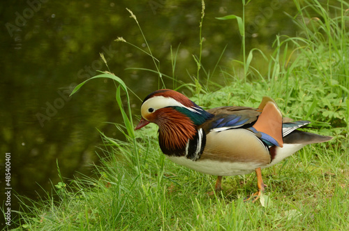 The mandarin duck, Aix galericulata, stands on the shore