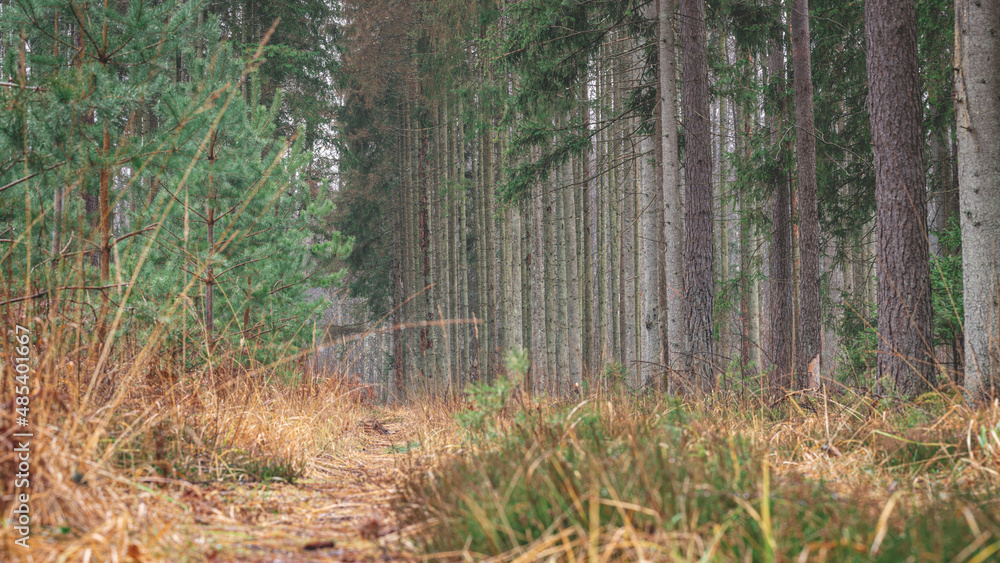pathway in autumn coniferous forest pathway in autumn coniferous forest