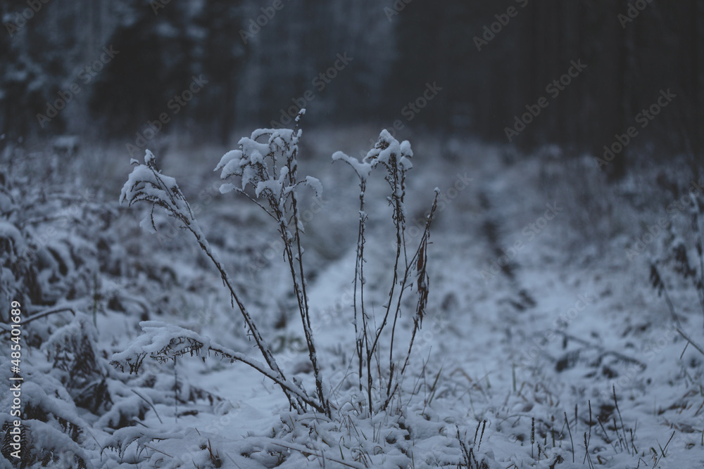 snow covered dry grass on rarely used forest pathway snow covered dry grass on rarely used forest pathway