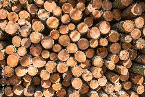 timber logs in a pile stack