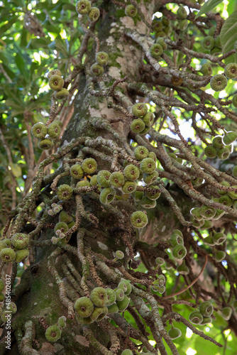 Tropical fruits. Closeup view of Ficus religiosa, also known as Sacred Fig, green and rounded fruits. 