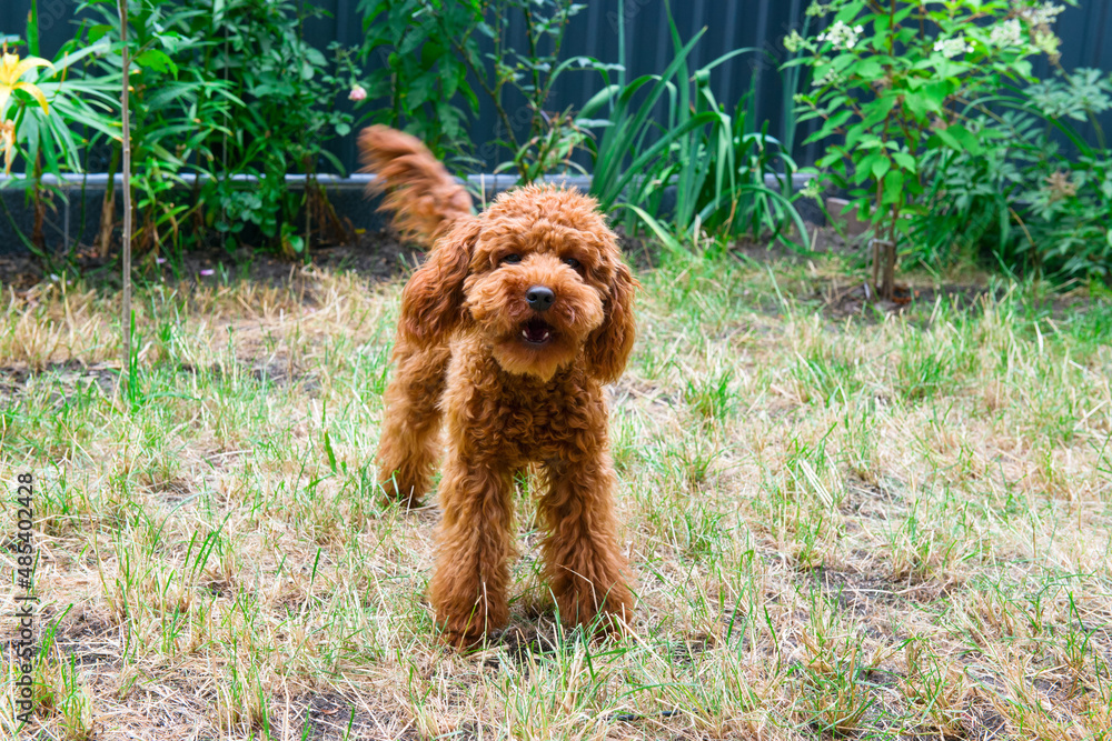 Red poodle on the lawn. Home pet.