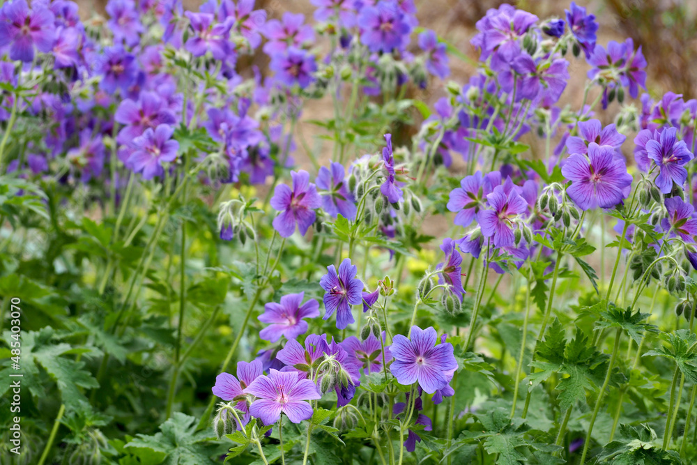 Obraz premium close bright flowers of lilac periwinkle with green leaves grow in the garden on the side. spring blue flowers. nature
