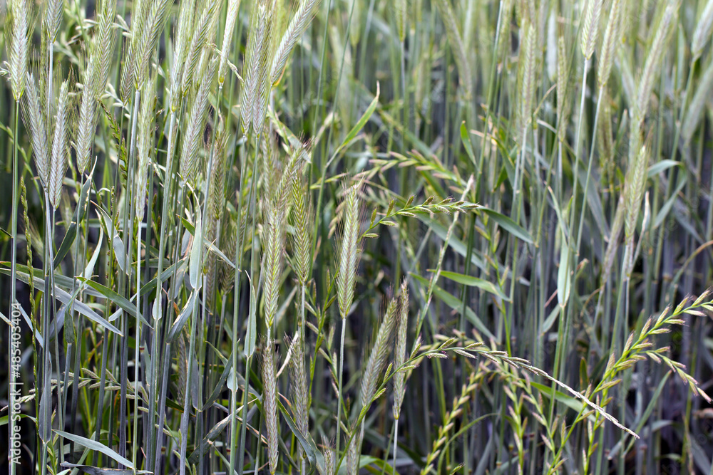Cereals weeded by couch grass - Elymus repens, other names include common couch, twitch, quick, quitch grass. Widespread and common weed in agricultural and horticultural crops. Cereals weeded by couch grass - Elymus repens, other names include common couch, twitch, quick, quitch grass. Widespread and common weed in agricultural and horticultural crops.