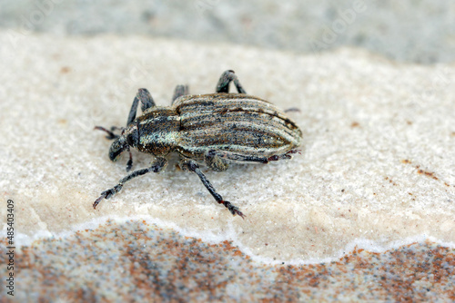 Closeup of a clorful striped weevil species , Hypera the larvae of which feed on cultivated vetches and alfalfa.