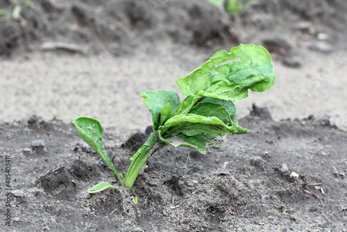 Beet plant damaged by crop protection products - phytotoxicity, deformed plants.