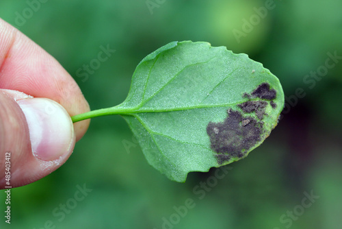 Gray mold on weed Chenopodium album - common names include lamb's quarters, melde, goosefoot, manure weed. Source of infection for crop plants.