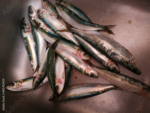 Fish in open seamarket photo