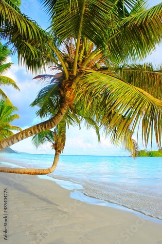 coconut palm tree on the beach. 