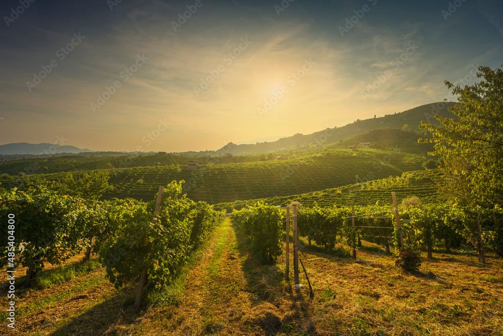 Vineyards in Prosecco Hills, Unesco Site. Valdobbiadene, Veneto, Italy
