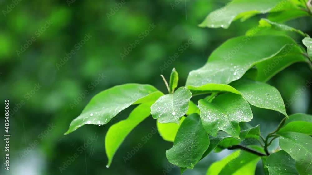 krople deszczu na liściach magnolii krople deszczu na liściach magnolii